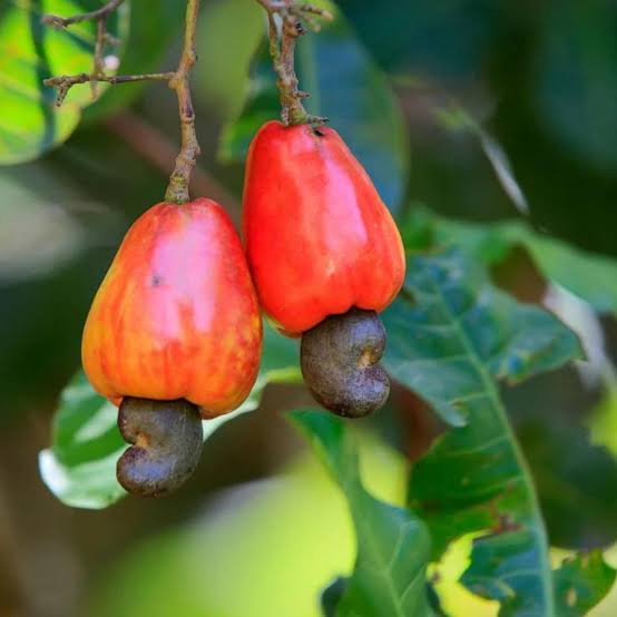 Cashewnut